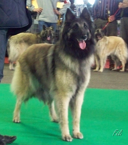 n°99 Visnja de la foret d'olifan 5455.JPG